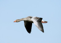 Greylag Goose Anser anser