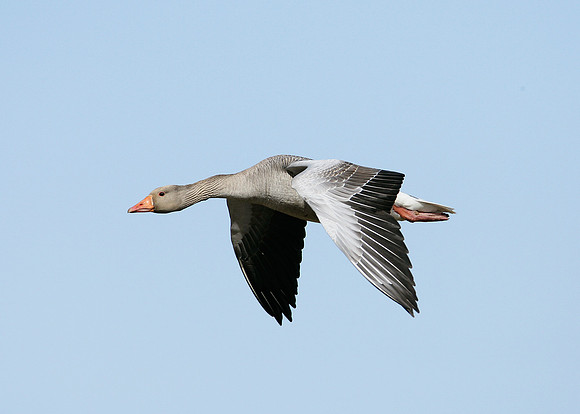Greylag Goose Anser anser