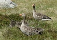 Greylag Goose Anser anser