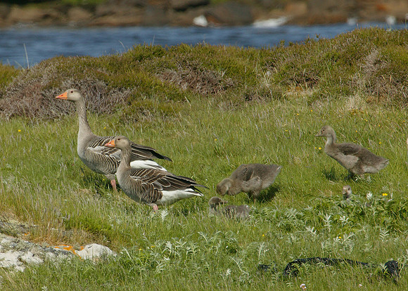 Greylag Goose Anser anser