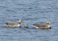 Greylag Goose Anser anser
