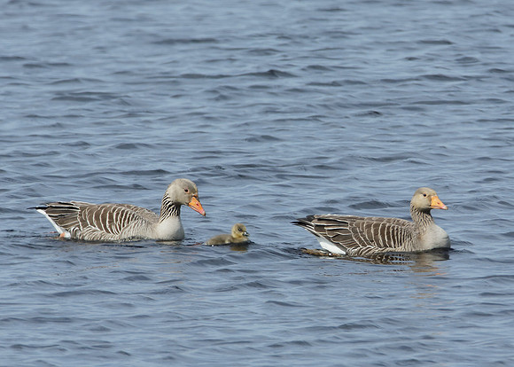 Greylag Goose Anser anser