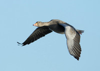 Greylag Goose Anser anser