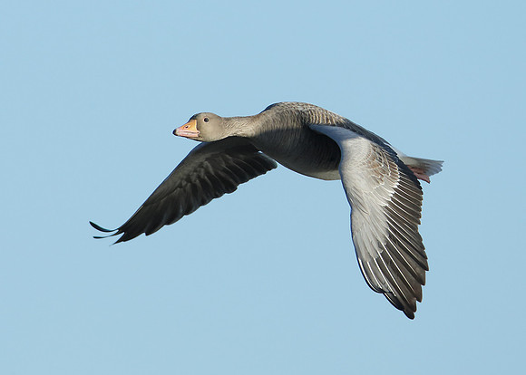 Greylag Goose Anser anser