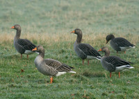 Greylag Goose Anser anser