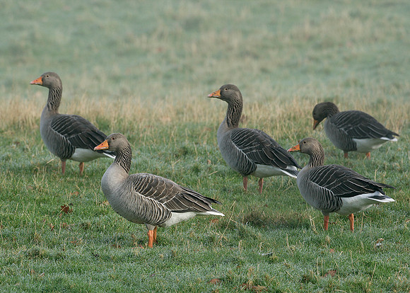 Greylag Goose Anser anser