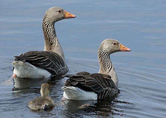 Greylag Goose Anser anser