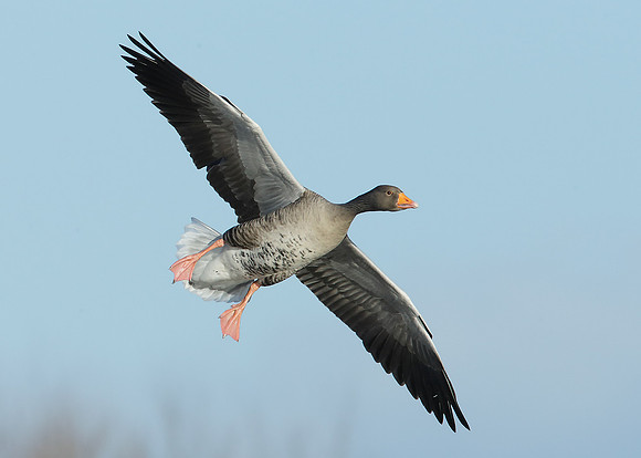 Greylag Goose Anser anser