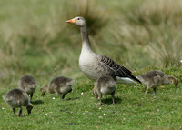 Greylag Goose Anser anser