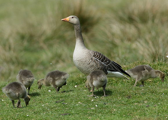 Greylag Goose Anser anser
