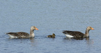 Greylag Goose Anser anser