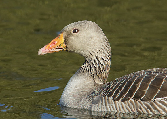 Greylag Goose Anser anser
