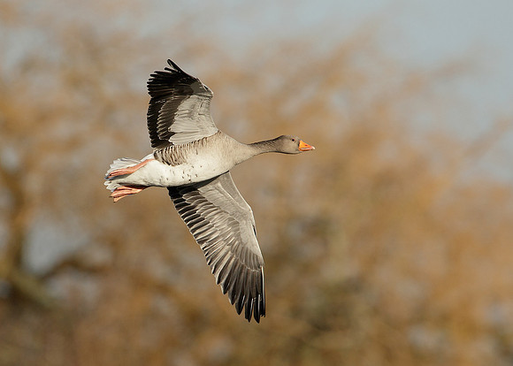 Greylag Goose Anser anser