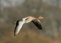 Greylag Goose Anser anser