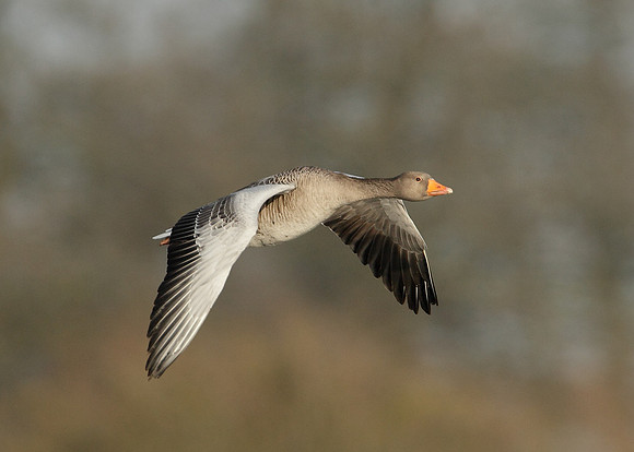 Greylag Goose Anser anser
