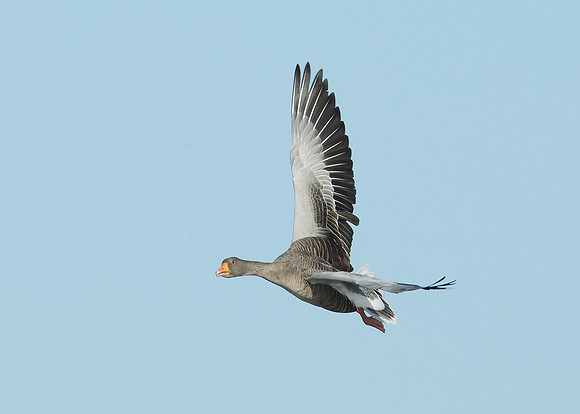 Greylag Goose Anser anser