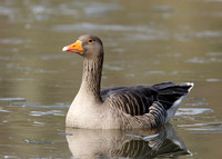 Greylag Goose Anser anser