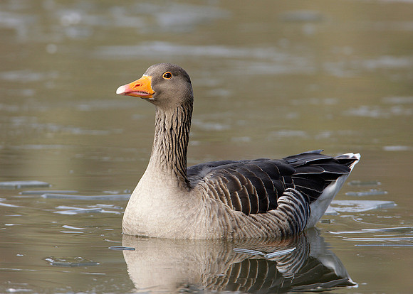 Greylag Goose Anser anser