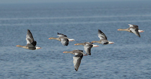 Greylag Goose Anser anser