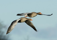 Greylag Goose Anser anser