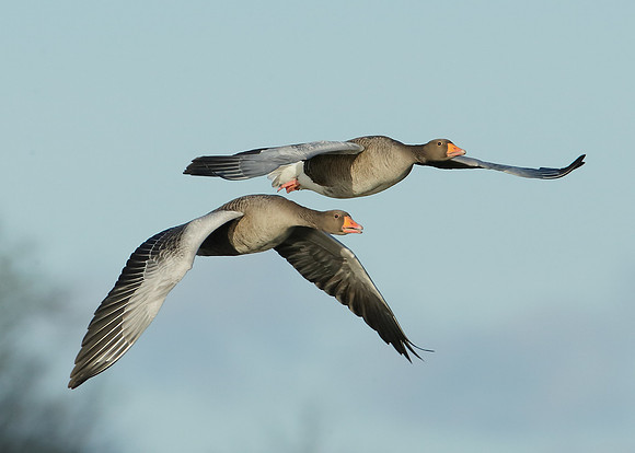 Greylag Goose Anser anser