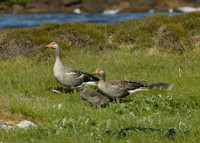 Greylag Goose Anser anser
