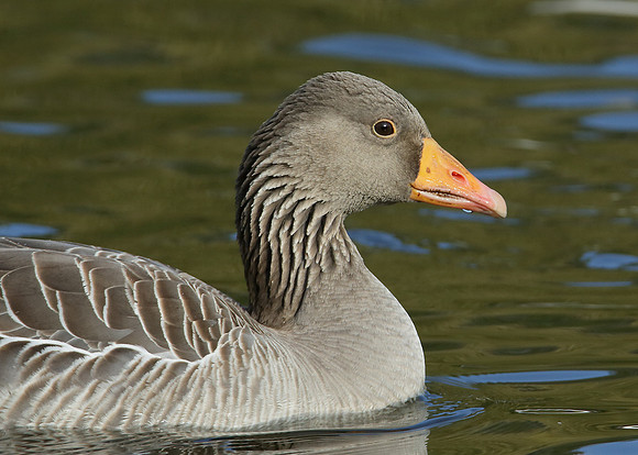 Greylag Goose Anser anser