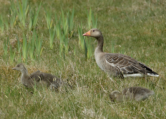Greylag Goose Anser anser