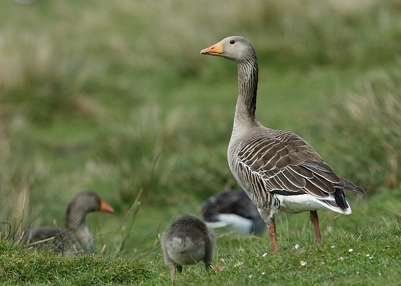 Greylag Goose Anser anser