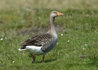 Greylag Goose Anser anser
