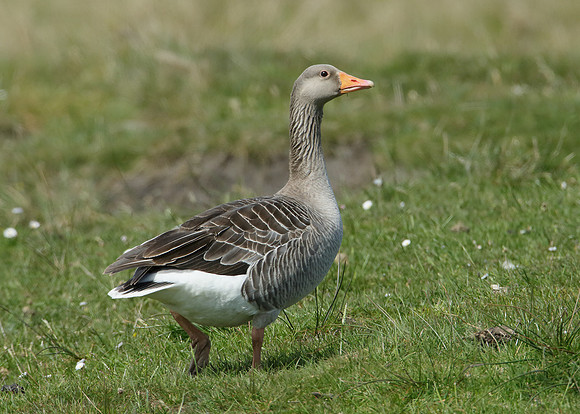 Greylag Goose Anser anser