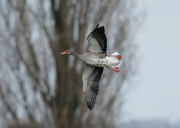 Greylag Goose Anser anser