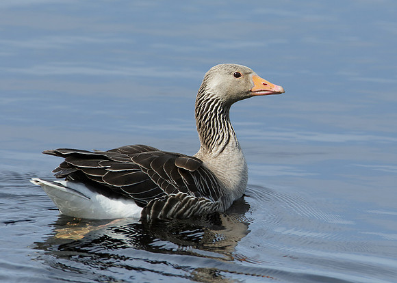 Greylag Goose Anser anser