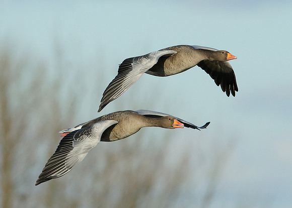 Greylag Goose Anser anser