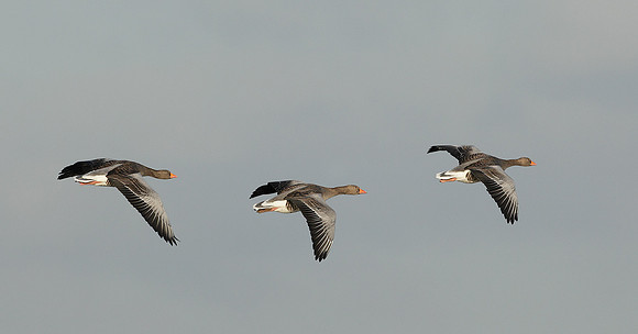 Greylag Goose Anser anser