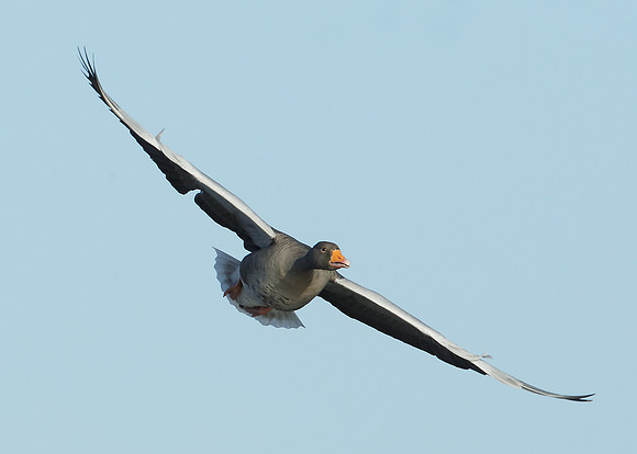 Greylag Goose Anser anser