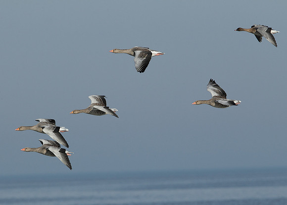 Greylag Goose Anser anser