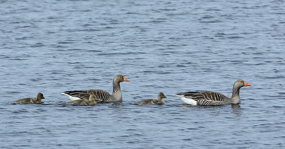 Greylag Goose Anser anser