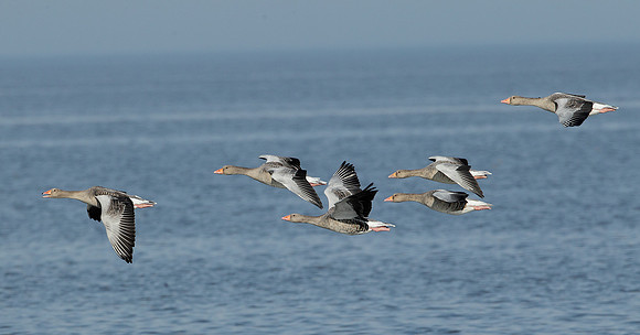 Greylag Goose Anser anser