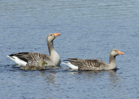 Greylag Goose Anser anser
