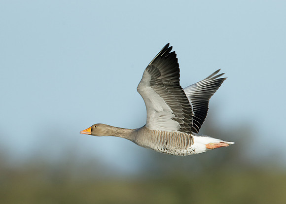 Greylag Goose Anser anser
