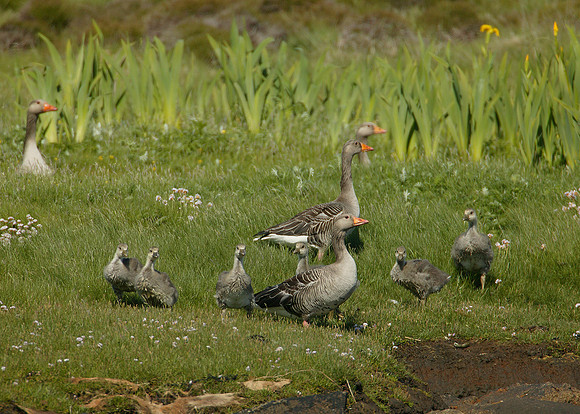 Greylag Goose Anser anser