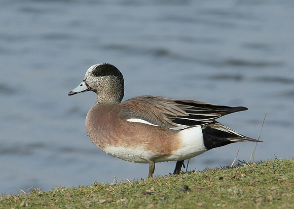 American Wigeon Anas americana
