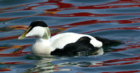 Eider Somateria mollissima