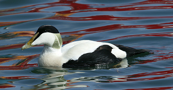 Eider Somateria mollissima
