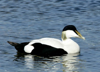 Eider Somateria mollissima