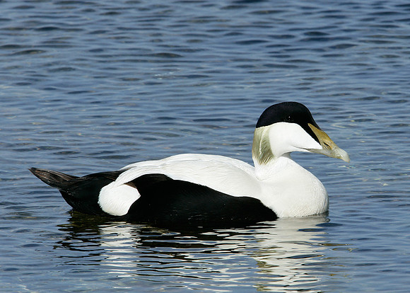 Eider Somateria mollissima