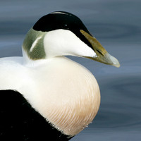 Eider Somateria mollissima