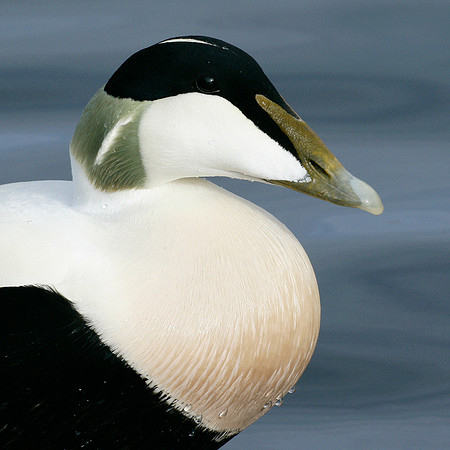 Eider Somateria mollissima