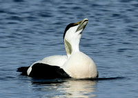 Eider Somateria mollissima